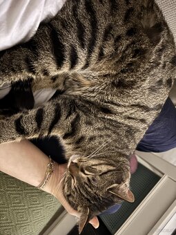Kater 🐈‍⬛ - 9