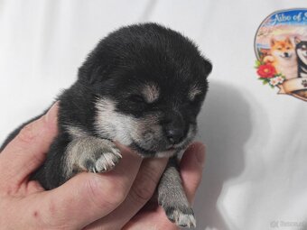 Shiba inu Welpen - 9