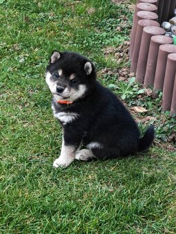 Shiba inu Welpen - 9