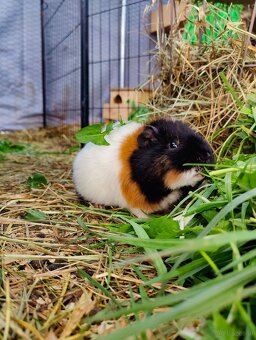 Meerschweinchenbabys zu verkaufen - 9