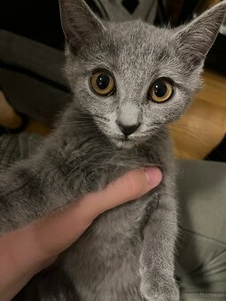 BKH katzen 2 Männchen und 2 Weibchen - 9