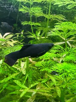 Mollys, Platys und noch mehr zum verkaufen 🐟 - 9