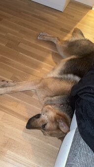 Hund - 9