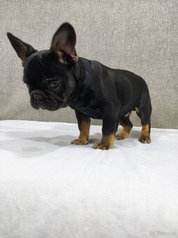 Französischen Bulldog - 9