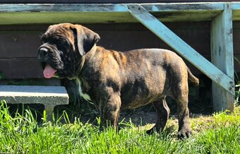 Cane corso mit Stammbaum - 9
