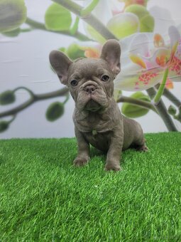 Französische Bulldogge - 9