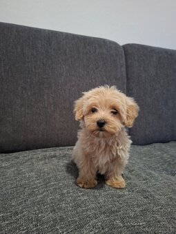 Maltipoo - 9