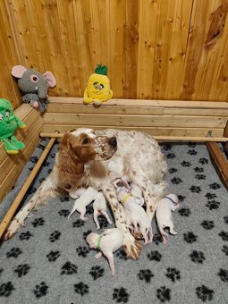 Englische Setter - 9