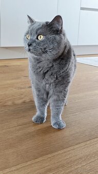 Britisch Kurzhaar Katzen - 9