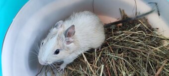 Degus - 9