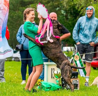 Bullmastiff welpe - 9
