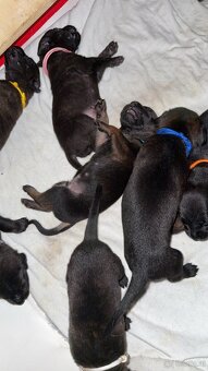 Cane Corso x Malinois Welpen - 9