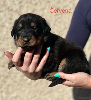 Beauceron - 9