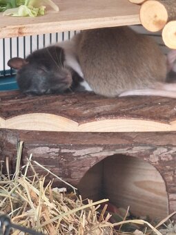 Farbratten Weibchen - 9