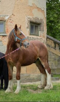 Drum horse hengst - 9