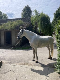 Kladruber horse - 9