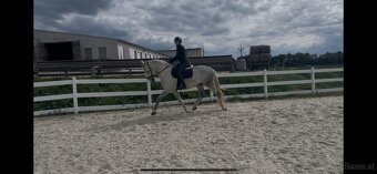 Kladruber horse - 9