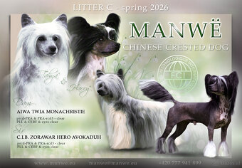 chinese crested dog - hairless - FCI - 9