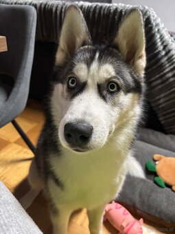 Sibirischer Husky Rüde zu vergeben - 9