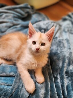 Wunderschöne Maine Coon Kitten zu vergeben - 9
