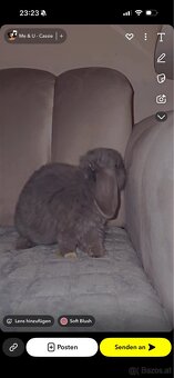Mini lop Hasen - 9