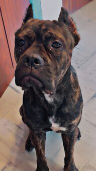 Welpen Malinois x Cane Corso - 9