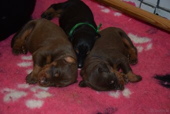 Dobermann - spitzen Welpen mit FCI Ahnentafel - 9