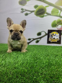 Französische Bulldoggen - 9