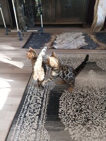 Bengal Kitten suchen 5Sterne zu Hause - 9