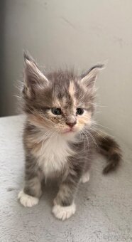 Maincoon - 9