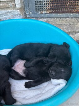 Reinrassig Labrador Welpen - 9