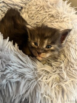 Maine Coon Kitten - 9