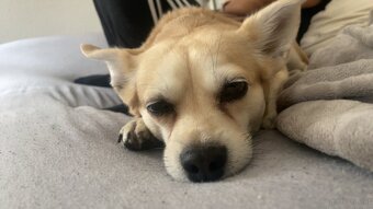 Hund zu verschenken - 9