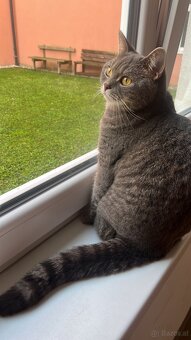 Britischmix Katze - 9