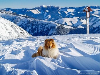 Collie Langhaar Welpen (FCI Stammbaum) - 9