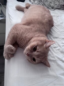 2 liebevolle Katzen suchen ein neues Zuhause 🐾 - 9