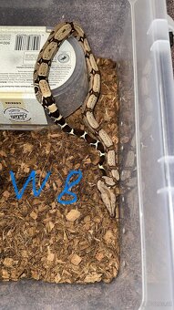 Boa constrictor Constrictor surinam - 9