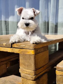 Schnauzer miniatúrne white - 9