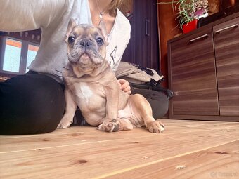 Französische Bulldogge mit Stammbaum - 9