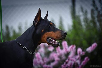BLAUE DOBERMANN-WELPEN MIT FCI-PAPIEREN - 9