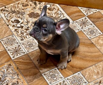 Französischen Bulldoggen - 9