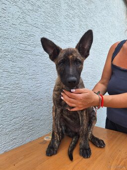 Holländischer Schäferhund - 9