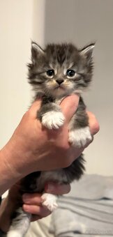 Baby Maine Coon - 9