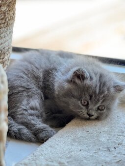 BKH und BLH Kitten - 9