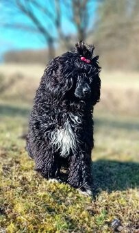 Portugiesischer Wasserhund- Welpen Abgabe Ende September - 9