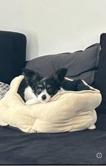 Papillion, kontinentaler Zwergspaniel  - Welpen - 9