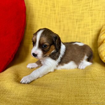 Kooikerhondje Welpen - 9