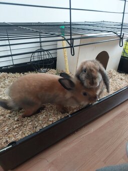 Zwergkaninchen - 9