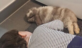 Minilop-Kaninchen 🐰🩷 - 9