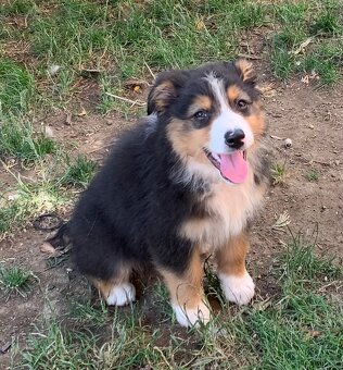 Australian shepherd - 9